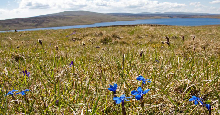 Spring Gentian flower in Upper Teesdale